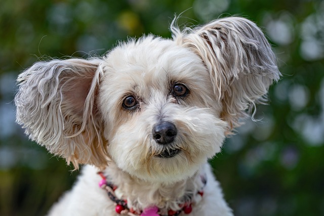 Hur länge löper en hund?