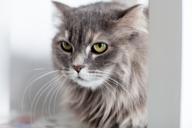 Hur länge lever en katt?